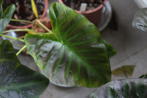 Colocasia 'Illustris' - Afbeelding 2