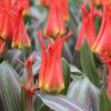 Tulipa 'Rigas Barikades'