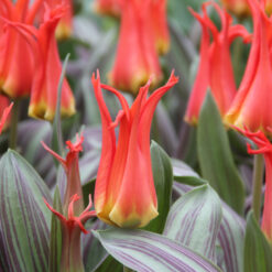 Tulipa 'Rigas Barikades'