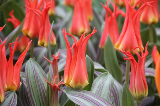 Tulipa 'Rigas Barikades'