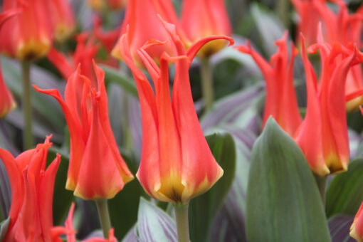 Tulipa 'Rigas Barikades' - Afbeelding 2
