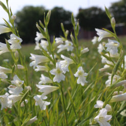 Gladiolus communis ssp. byzantinus 'Thursday's Child'