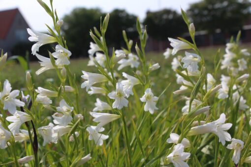 Gladiolus communis ssp. byzantinus 'Thursday's Child'