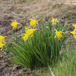 Narcissus minor var. pumilus