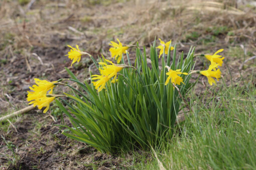 Narcissus minor var. pumilus