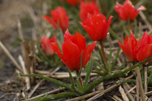 Tulipa linifolia - Afbeelding 2