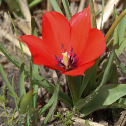 Tulipa linifolia