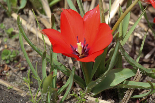 Tulipa linifolia