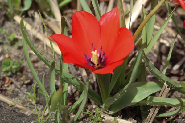 Tulipa linifolia