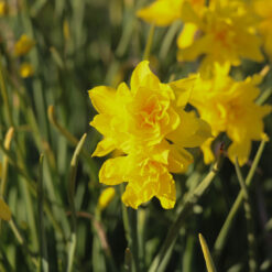 Narcissus 'Double Campernelle'