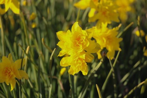 Narcissus 'Double Campernelle'