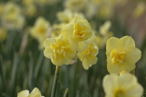 Narcissus 'Yellow Cheerfulness' - Afbeelding 3