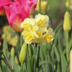 Narcis 'Yellow Cheerfulness'