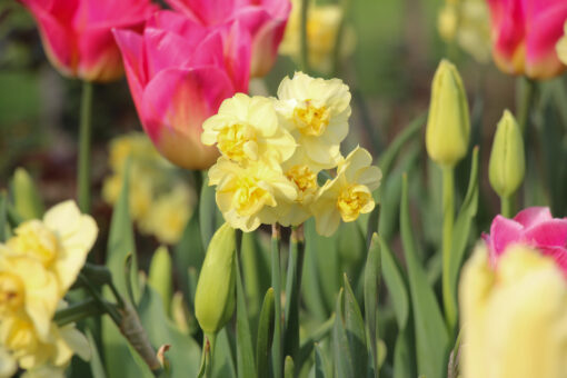 Narcissus 'Yellow Cheerfulness'