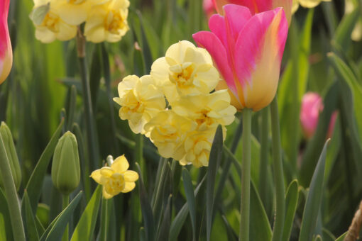 Narcissus 'Yellow Cheerfulness' - Afbeelding 2