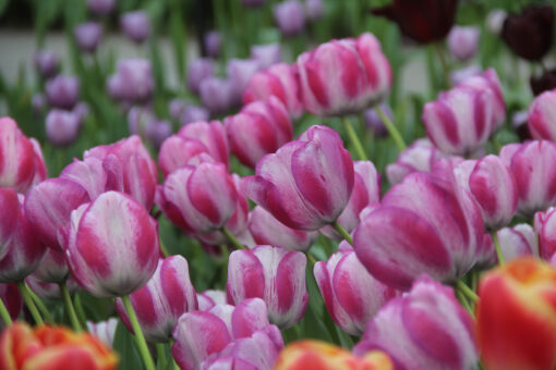 Tulipa 'Hotpants' - Afbeelding 2