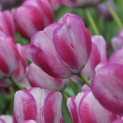 Tulipa 'Hotpants'