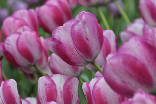 Tulipa 'Hotpants'