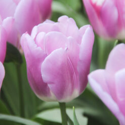 Tulipa 'Synaeda Amor'