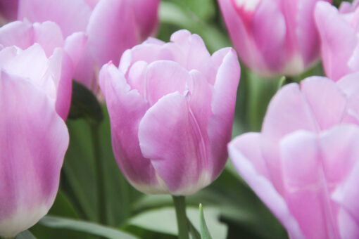 Tulipa 'Synaeda Amor'