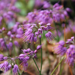 Allium thunbergii 'Ozawa'