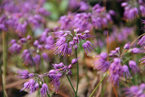 Allium thunbergii 'Ozawa'