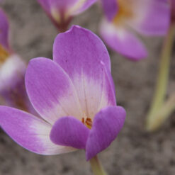 Colchicum 'Lilac Bedder'