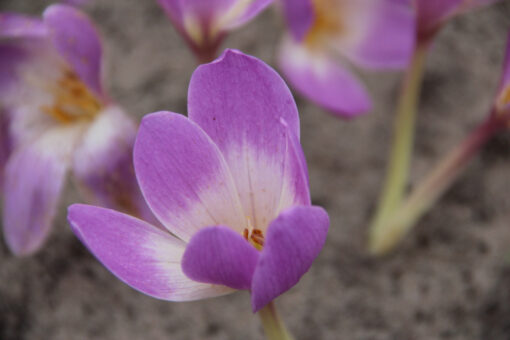 Colchicum 'Lilac Bedder'