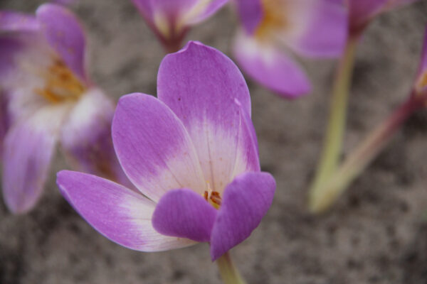 Colchicum 'Lilac Bedder'