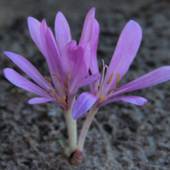 Colchicum tenorii
