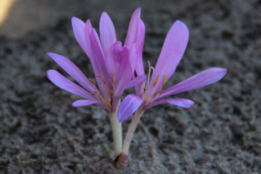 Colchicum tenorii