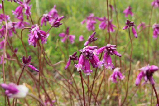 Dichelostemma  'Pink Diamond' - Afbeelding 2