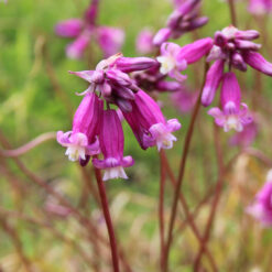 Dichelostemma  'Pink Diamond'