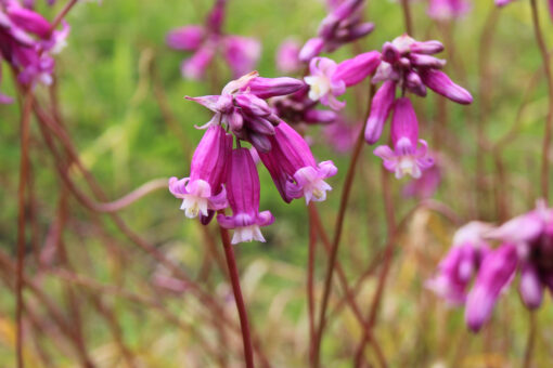 Dichelostemma  'Pink Diamond'