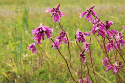 Dichelostemma  'Pink Diamond' - Afbeelding 3