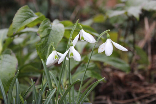 Galanthus 'Sam Arnott' - Afbeelding 4