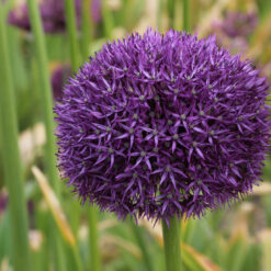 Allium 'Pinball wizard'
