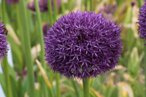 Allium 'Pinball wizard'