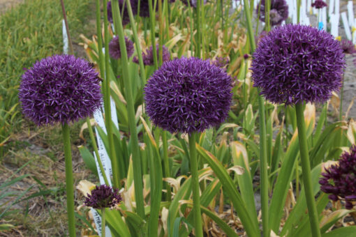 Allium 'Pinball wizard' - Afbeelding 2
