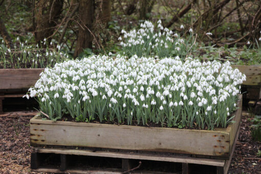 Galanthus 'Sam Arnott' - Afbeelding 3