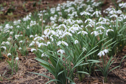 Galanthus 'Sam Arnott' - Afbeelding 2