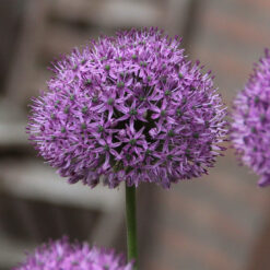 Allium 'Statos'