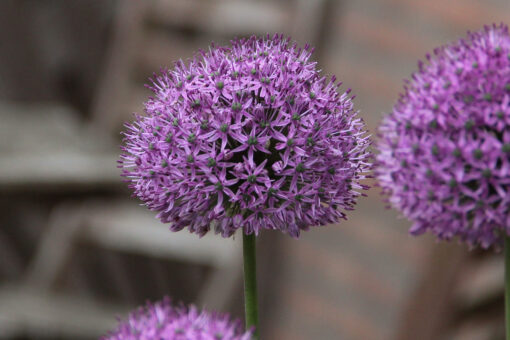 Allium 'Statos'