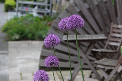 Allium 'Statos' - Afbeelding 2
