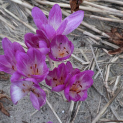 Colchicum 'Glory of Heemstede'