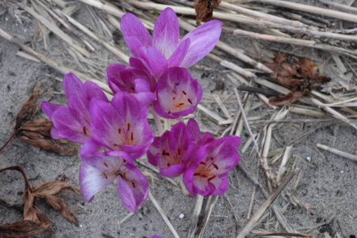 Colchicum 'Glory of Heemstede'