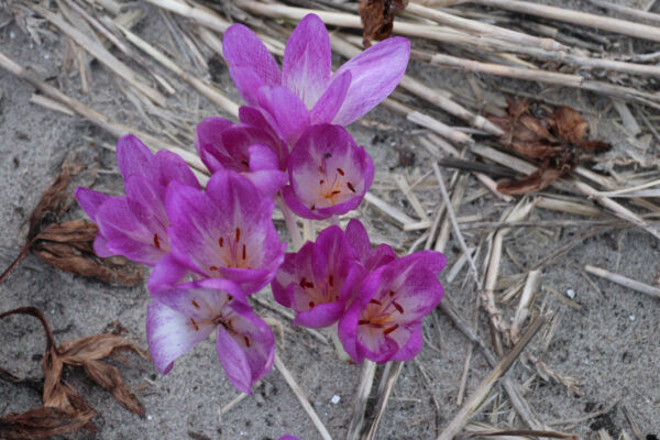 Colchicum 'Glory of Heemstede'