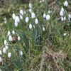 Galanthus 'Sam Arnott'