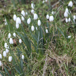 Galanthus 'Sam Arnott'