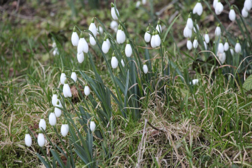 Galanthus 'Sam Arnott'